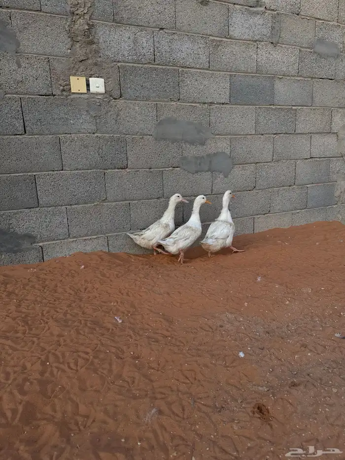 بط العدد ثلاث حبات 4