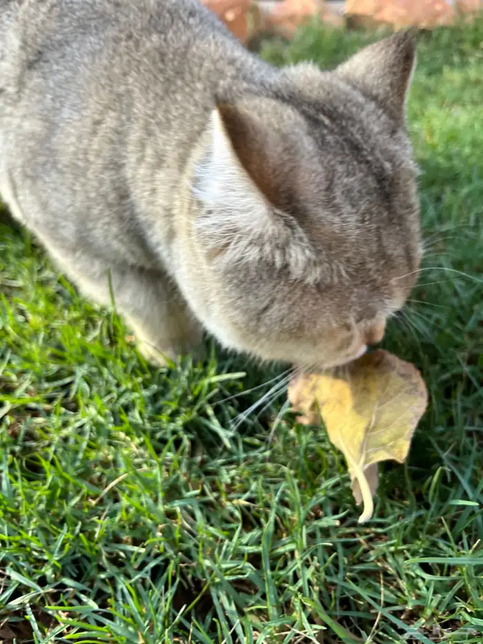 قط ذكر سكوتش ستريت 1