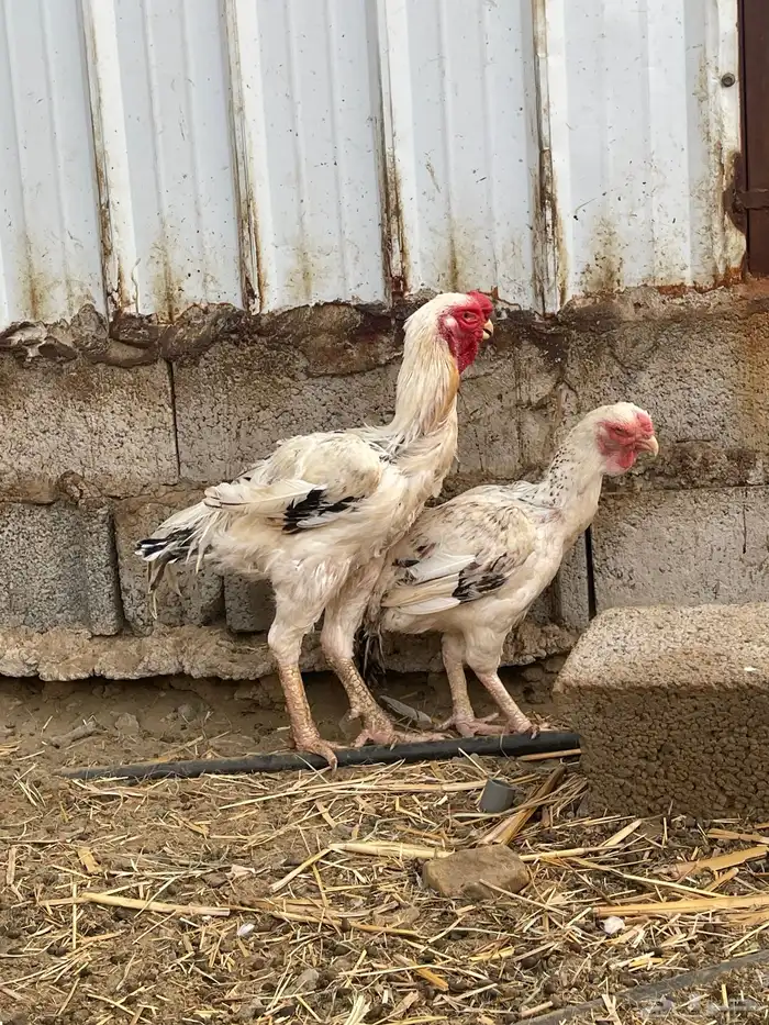 طقم ديك وثلاث دجاج فارسي 1