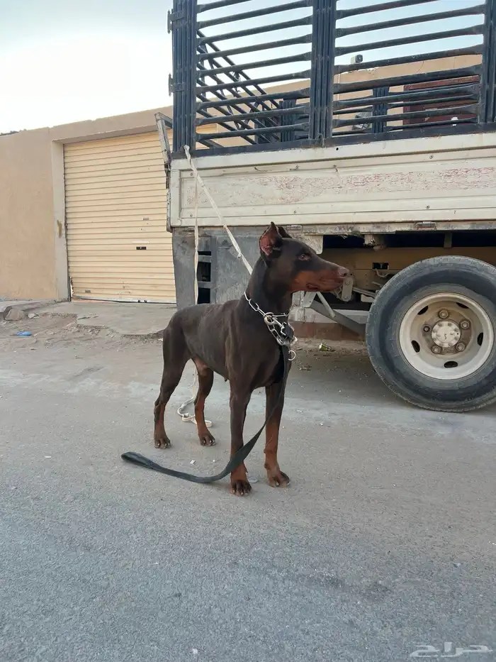 كلب دوبر مان 2