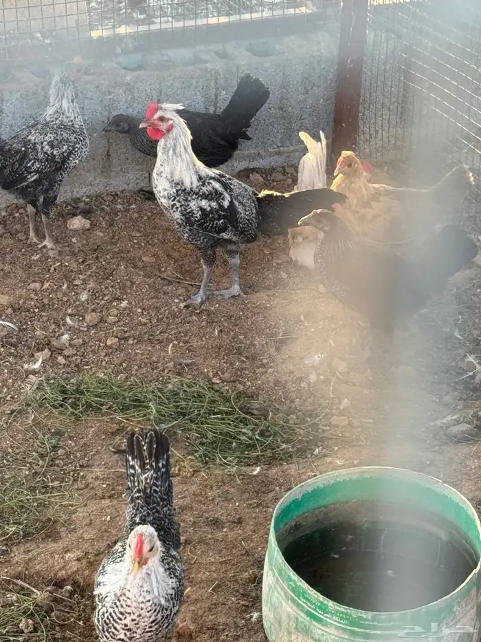 دجاج ودياكه 11