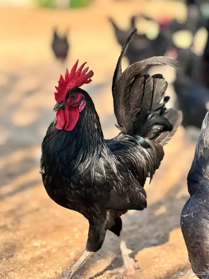 دجاج بلدي اسود لمعه نظيف 0