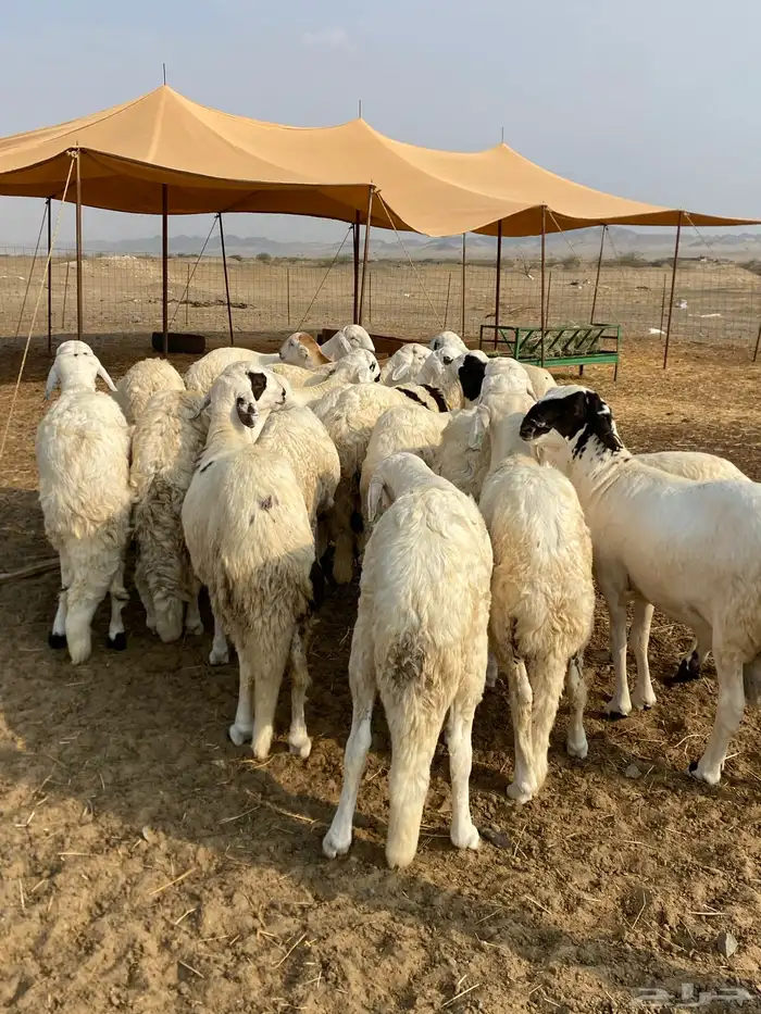 سواكن ابيض تربية فاخرة واحجام جبرة يتوفر الذبح والتوصيل 1