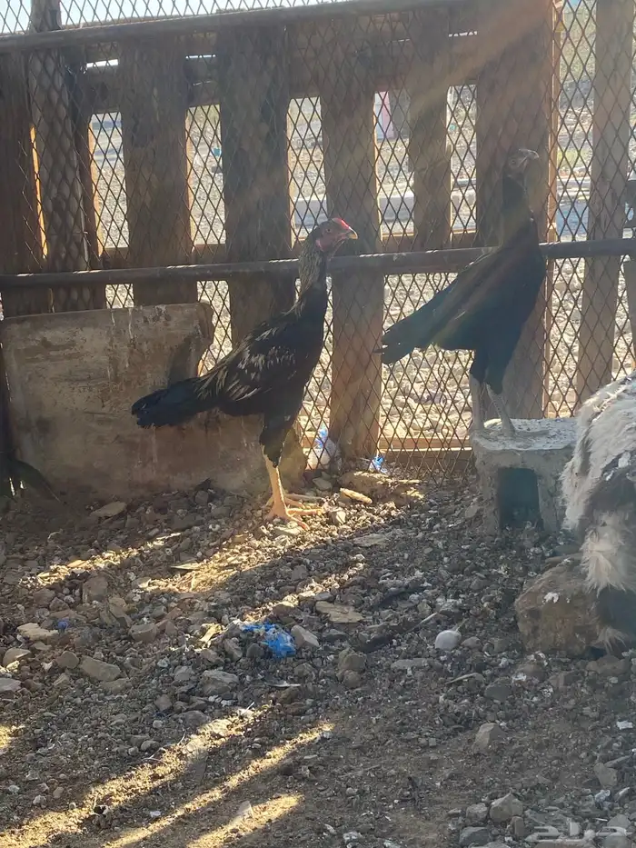 دجاج باكستاني 1