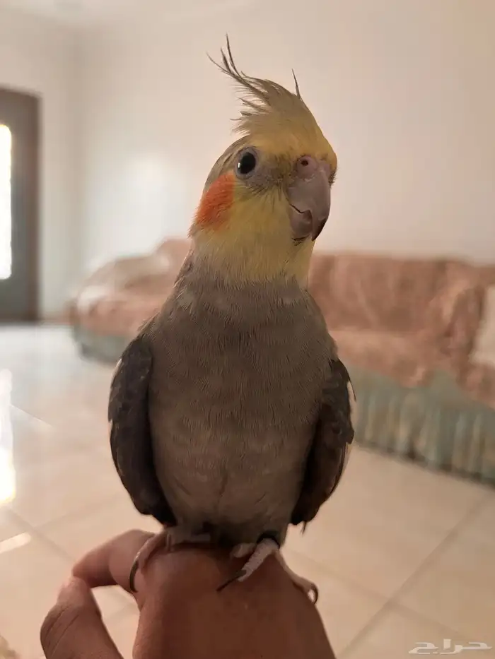 طير كروان للبيع مستعجللل 0