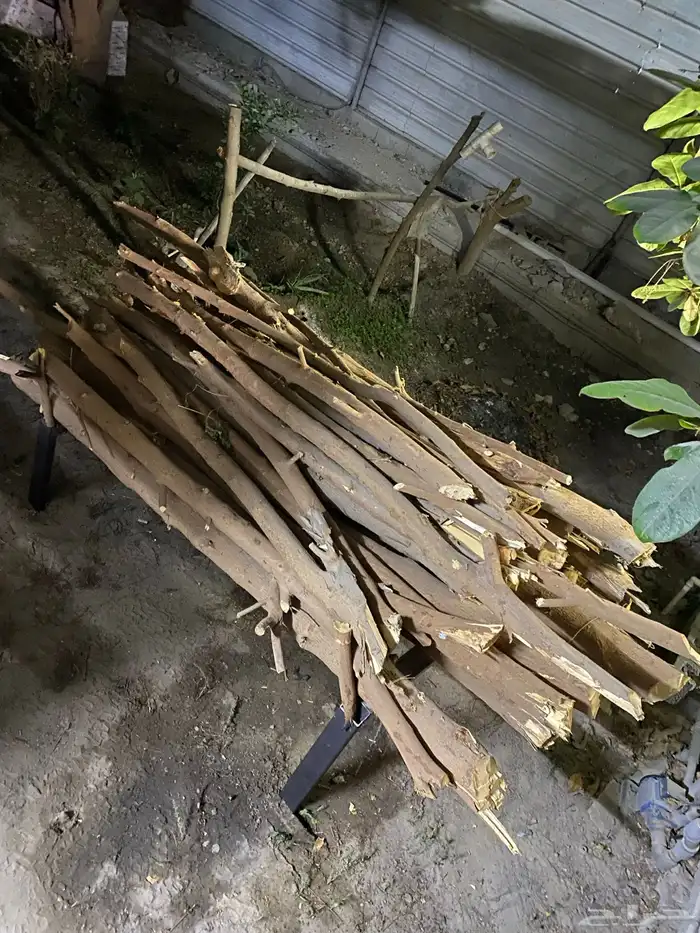 حطب من شجر النيم 4