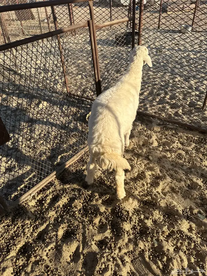 طلي كفو وشحم 1