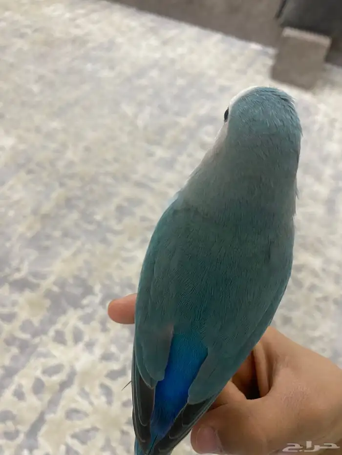 ينبع البحر 0