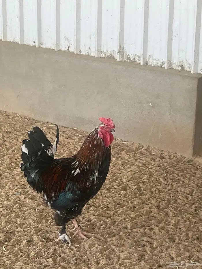دجاج. ديك 1