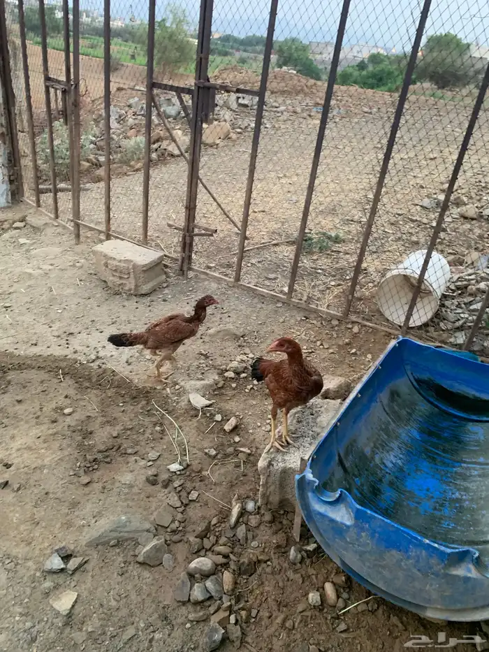 دجاج ساندي 1