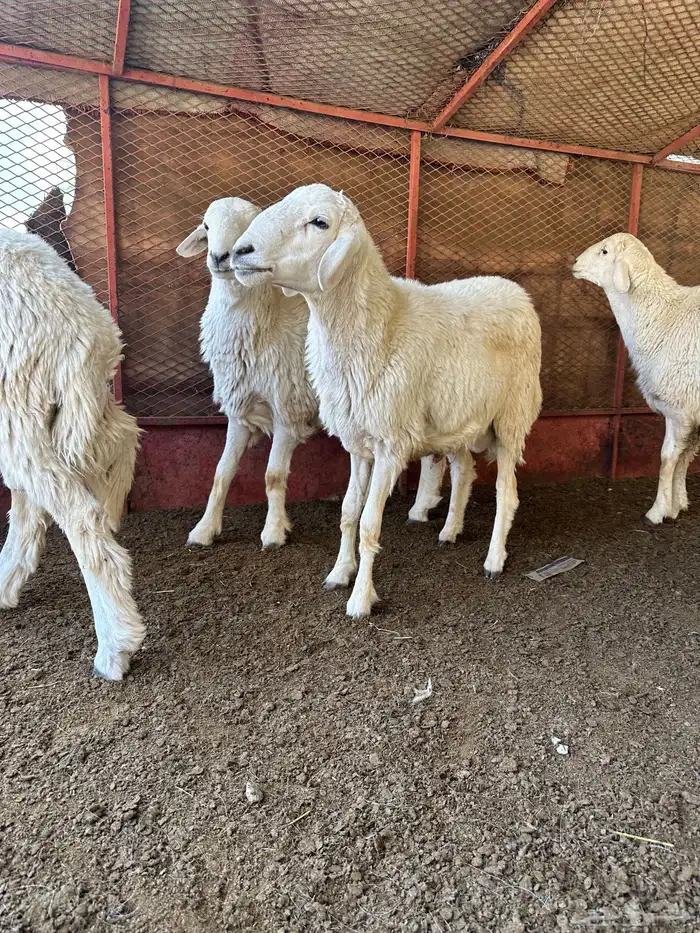 طليان للبيع ذابيح ومرعى 14