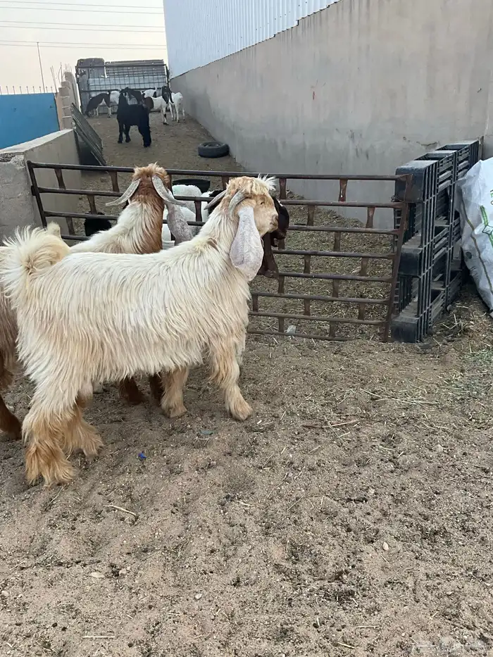 تيوس عوارض صفر 5