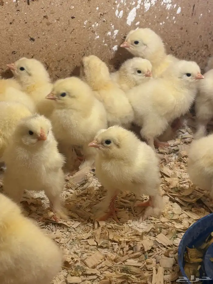 صيصان دجاج براهما كولمبي 0