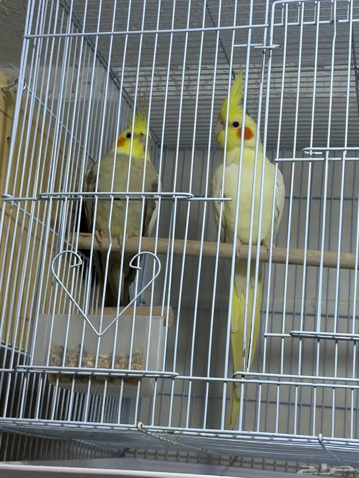 كروان جوز مطبقون جديد 0