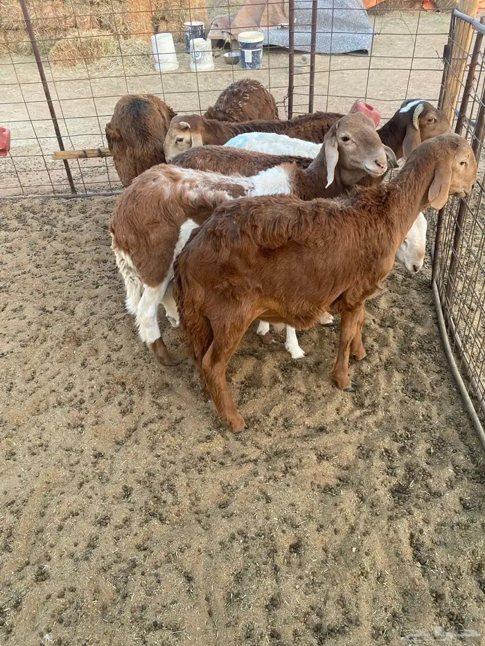 الرياض ضرماء العارضية 0