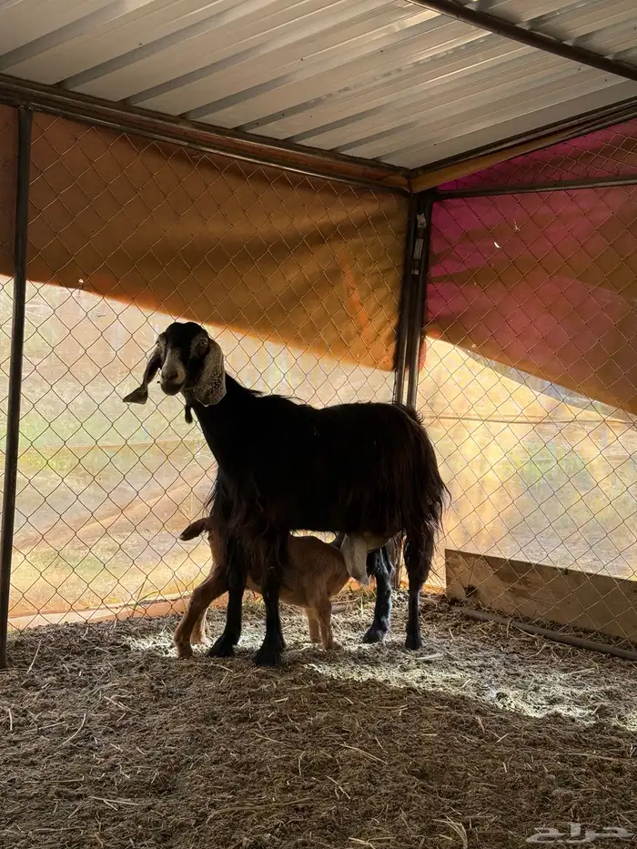 عنز تحتها تيس رايم 1