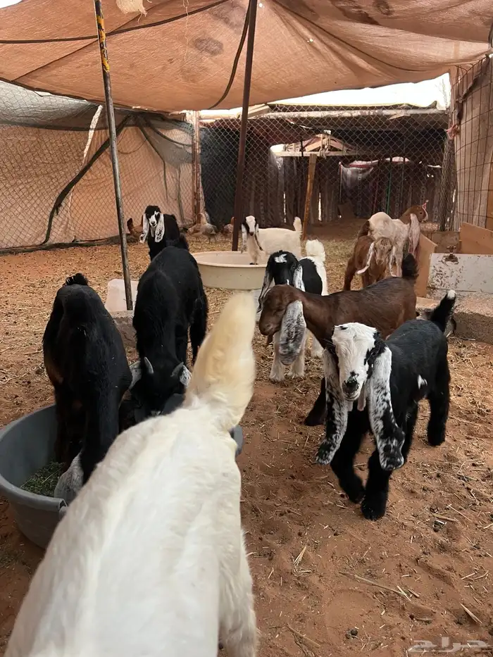 غنم تيوس وجفار للبيع العدد 11الموقع الخرج 6