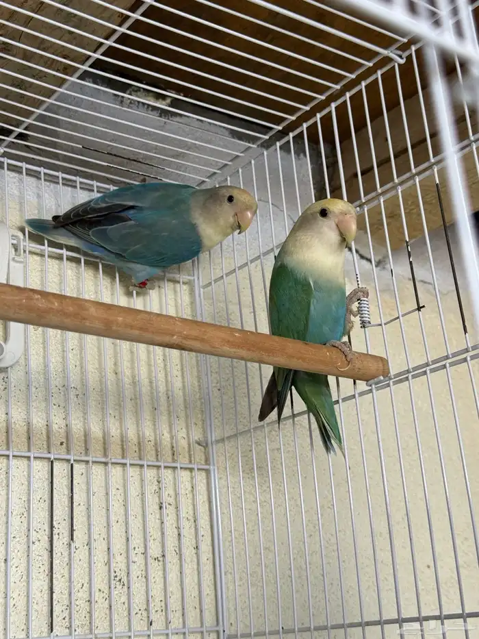 للبيع ازواج روز منتجه 15 زوج 2