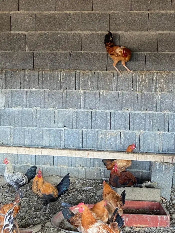 السلام عليكم نعرض لكم دياكه ذكور فيها تركي عربي بلدي للبيع 1