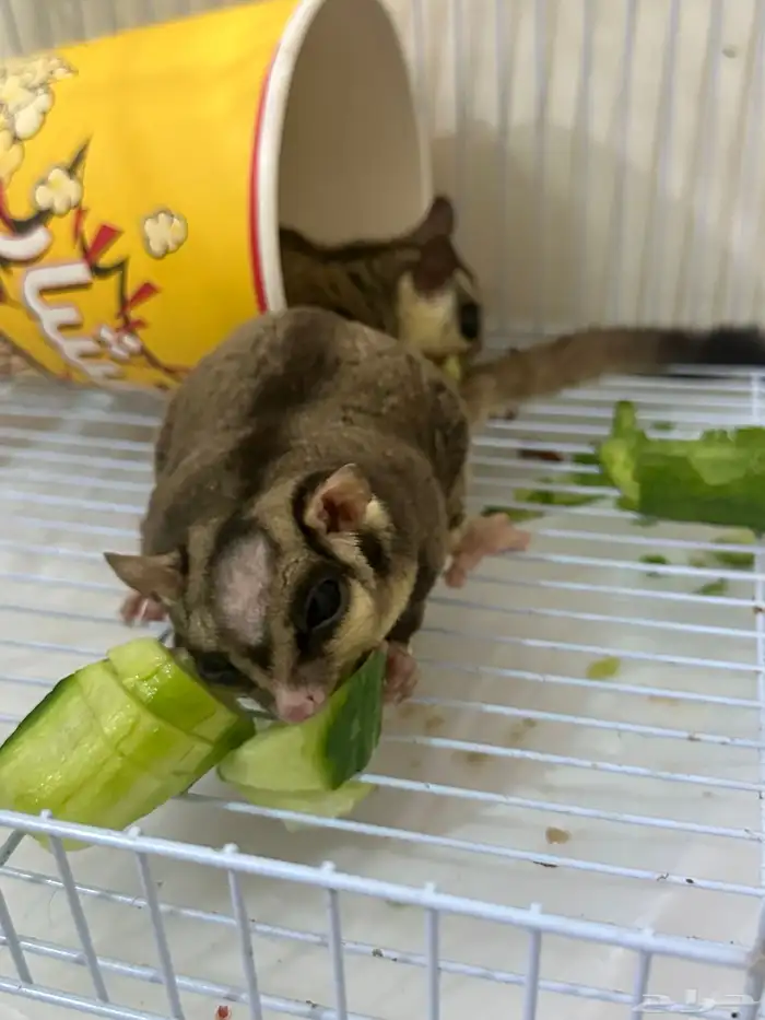 زوج شوقر قلايدر منتج مرتين 1