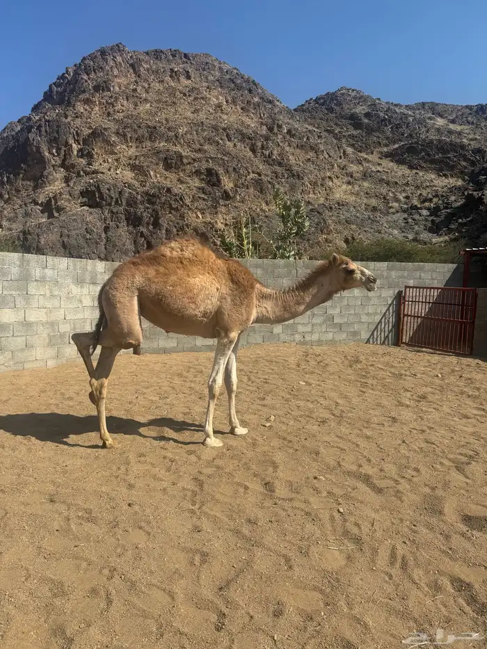 بكره مفروده للبيع 0