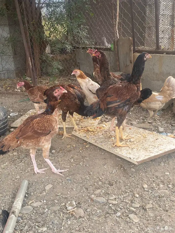 دجاج باكستاني 5