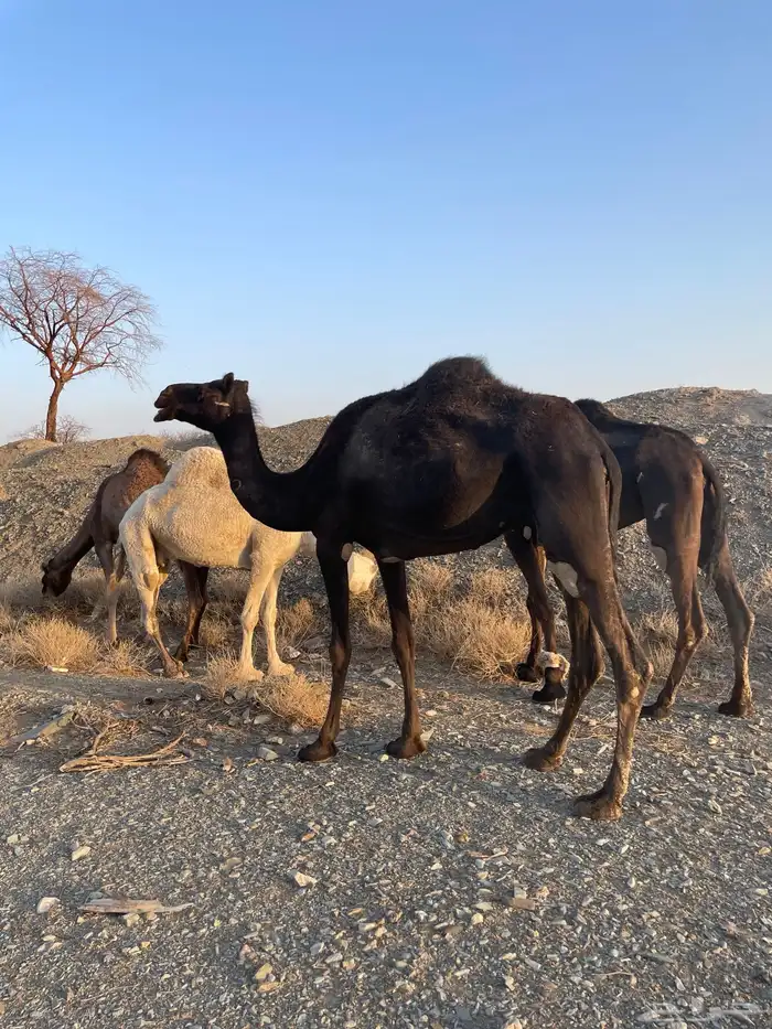 بكره ملحا رباع 3