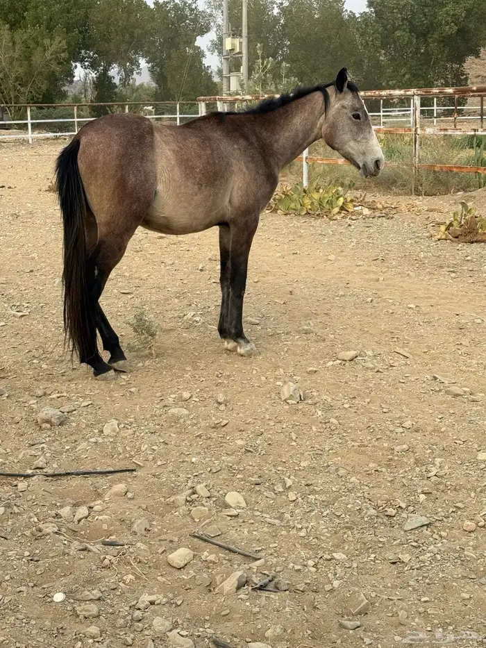 حصان للبيع عمره 6 سنوات 1