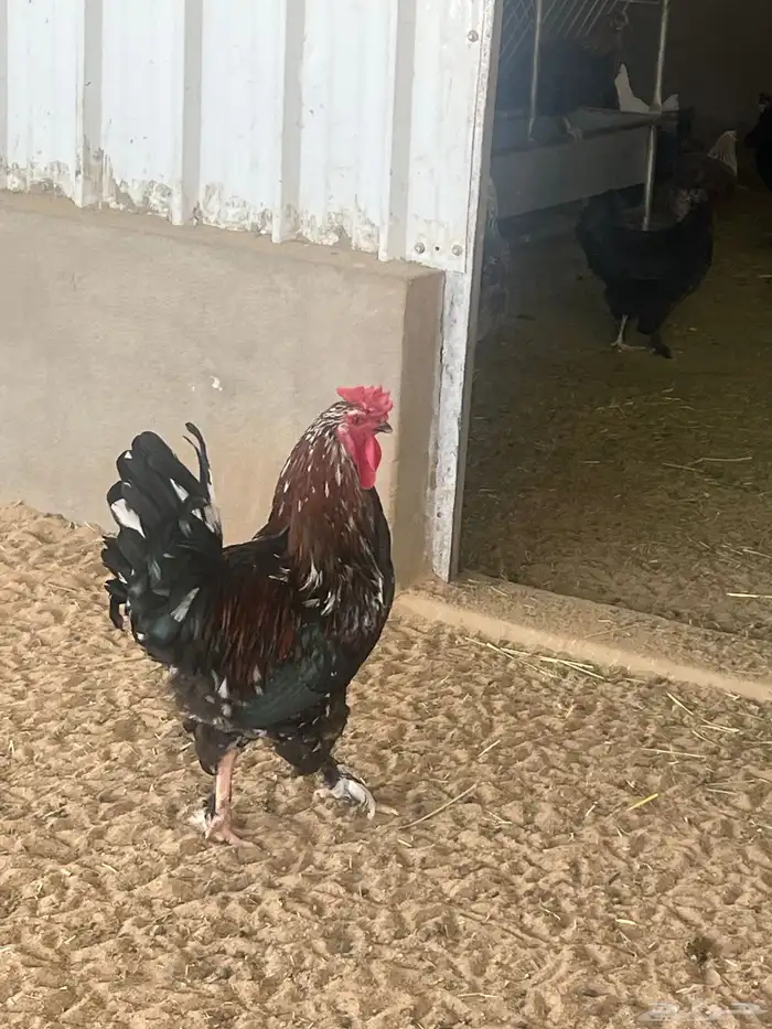دجاج. ديك 2