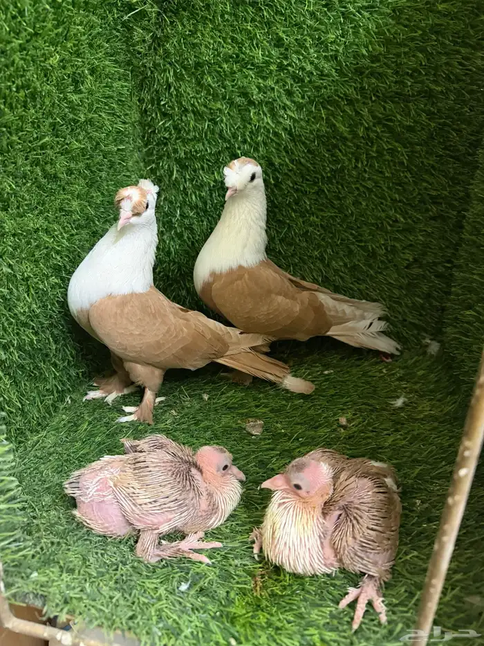 حمام لبناني 6