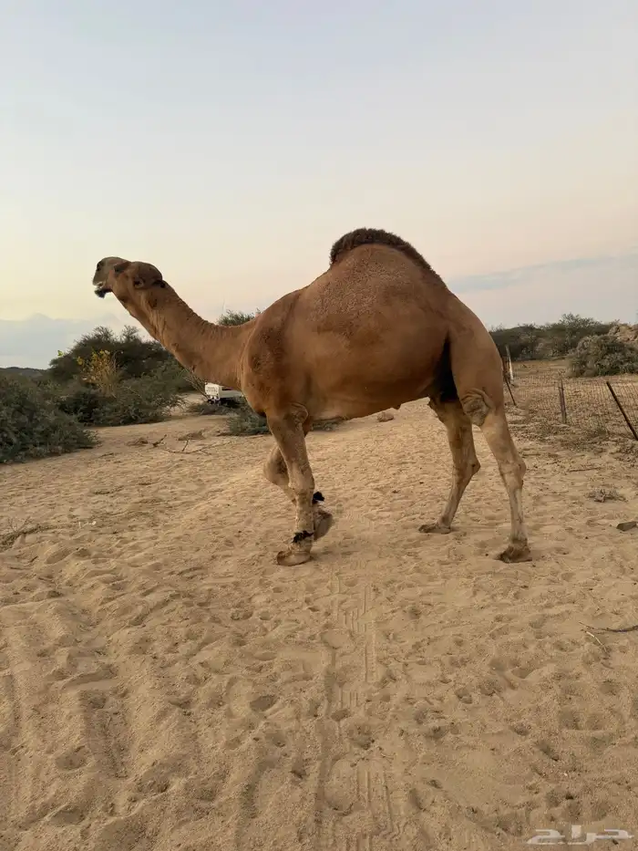 بعير حمر كفو 0