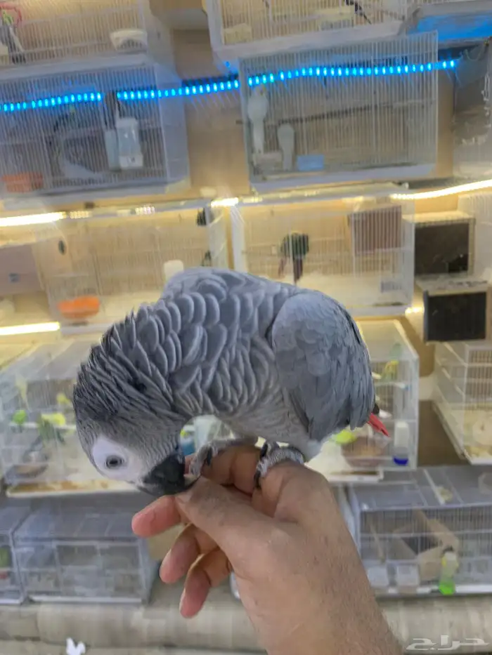 للبيع ببغاء كاسكو ثلجي 6