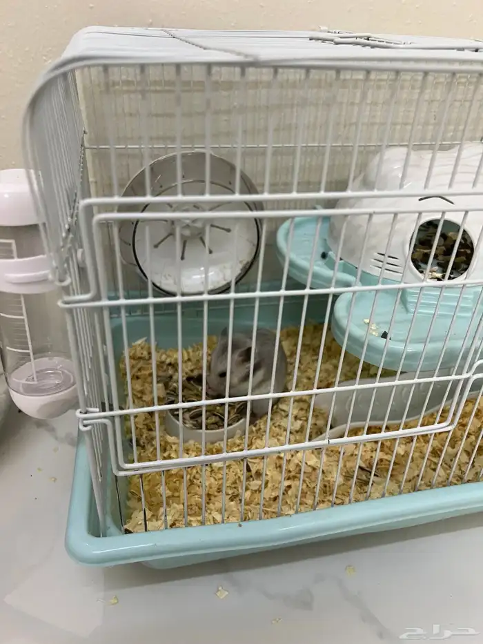 هامستر روسي للبيع العمر 3 شهور البيع مع القفص 1