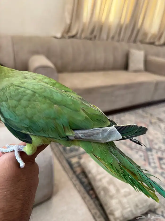 انثى درة أليفة 0