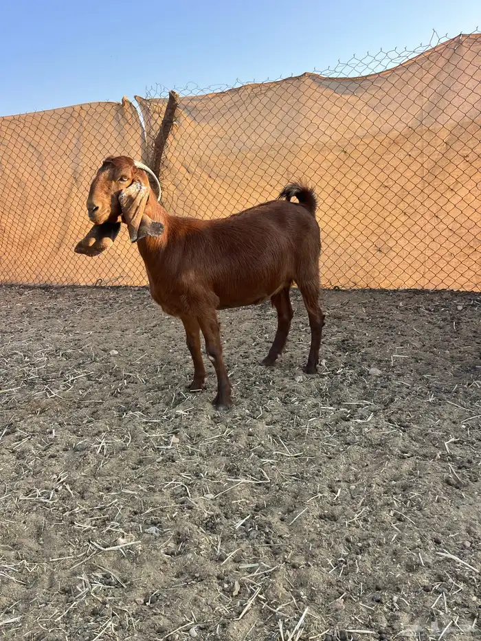 عنز قبرصيه دافع سنها ثنيه 1