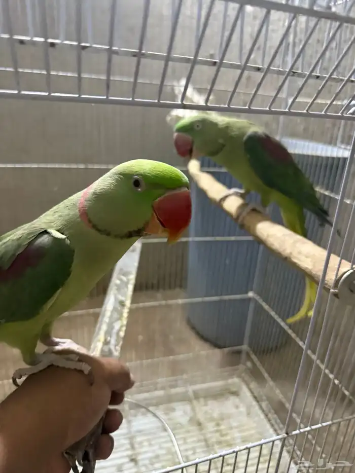 جوز نيبالي سوبر جامبو ( أليف ومتكلم ) 0