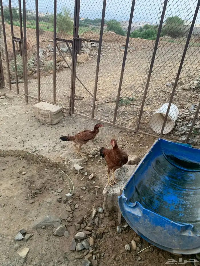 دجاج ساندي 2