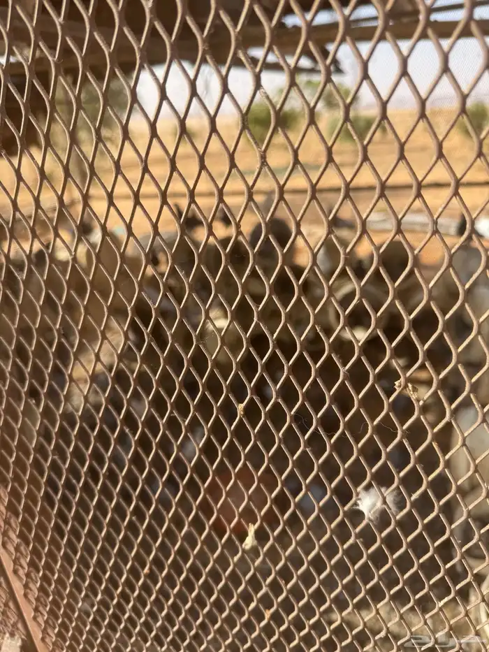 حمام عشتين للبيع 2