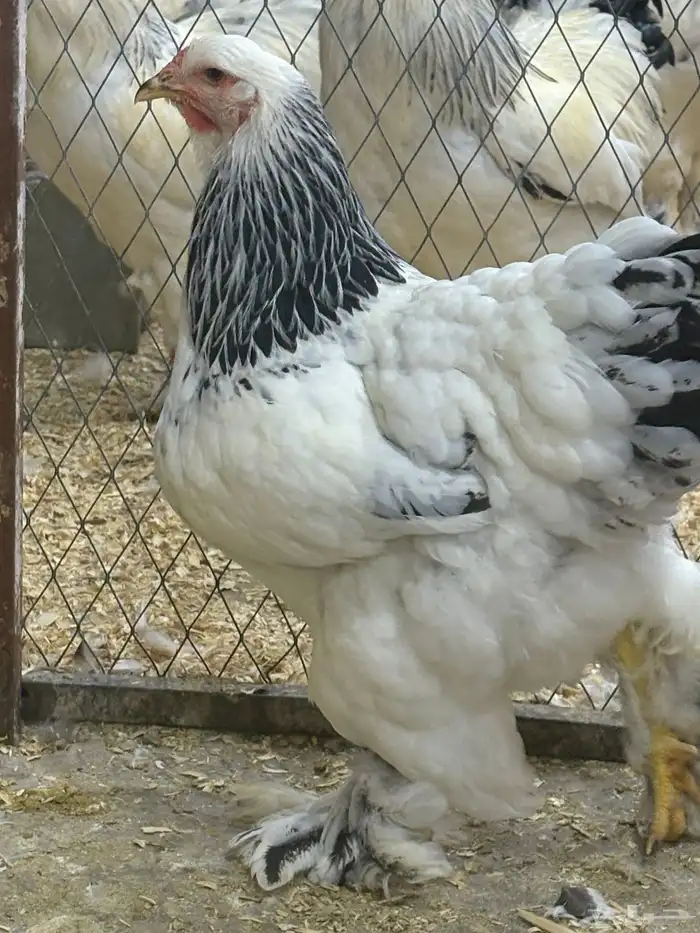 صيصان دجاج براهما كولمبي 2