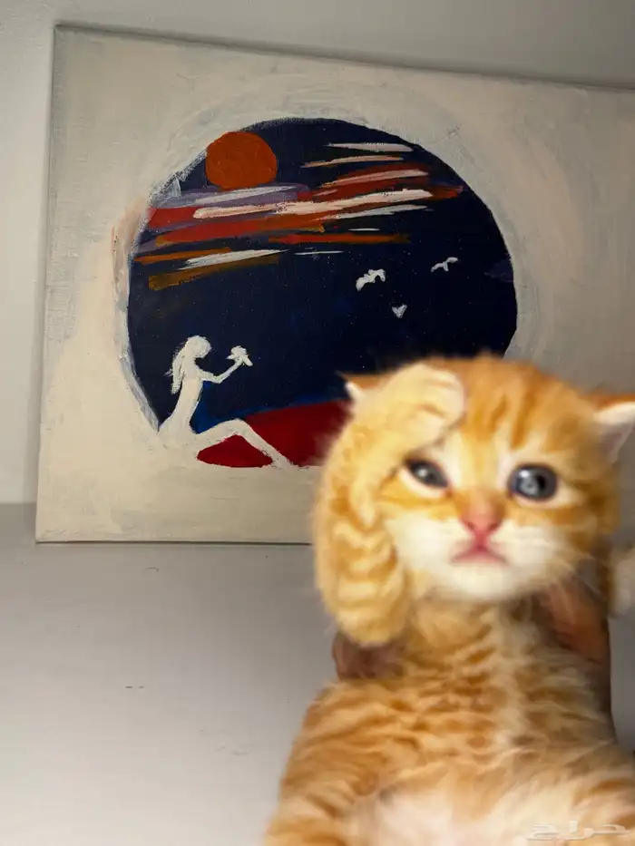 سكوتش فولد 5