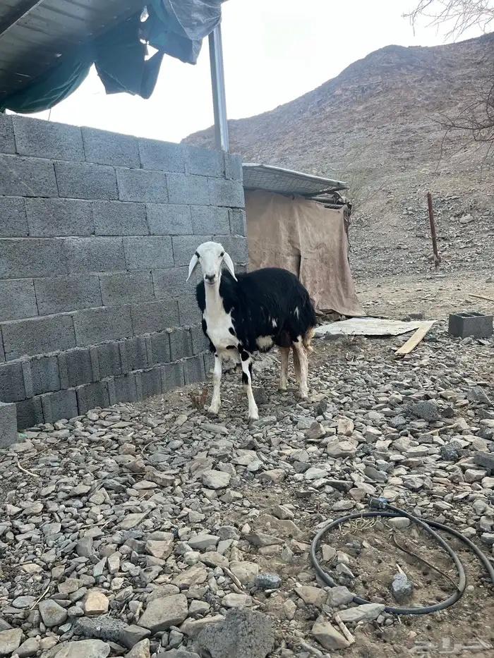 رخل جذعه تحتها خروف 1