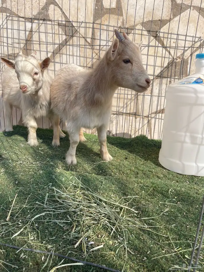 ماعز قزم اصل ودم صافي وبيور 3