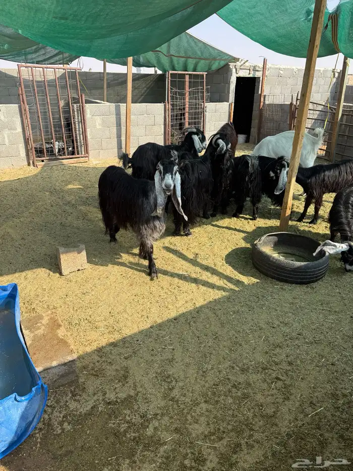 معزا عوارض 1