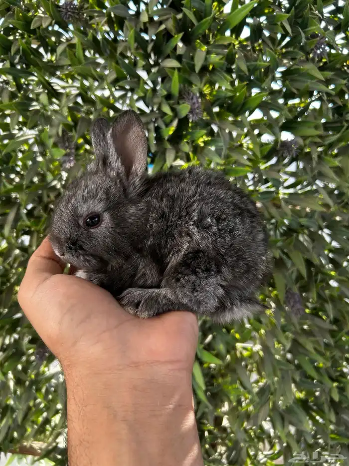 ارانب قزم كيوت و لطيفة و احجم صغيره 13