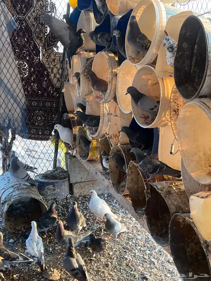 حمام للبيع 6