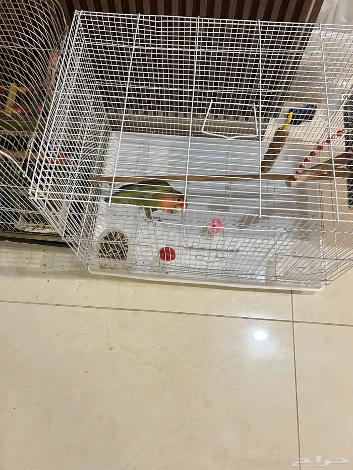 طيور للبيع 3