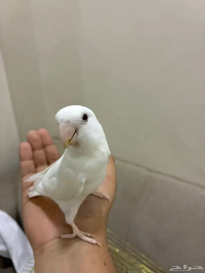 طير روز اليف 3