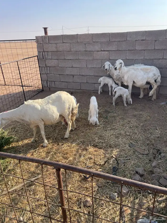 غنم ولد 3 معهن 4 3