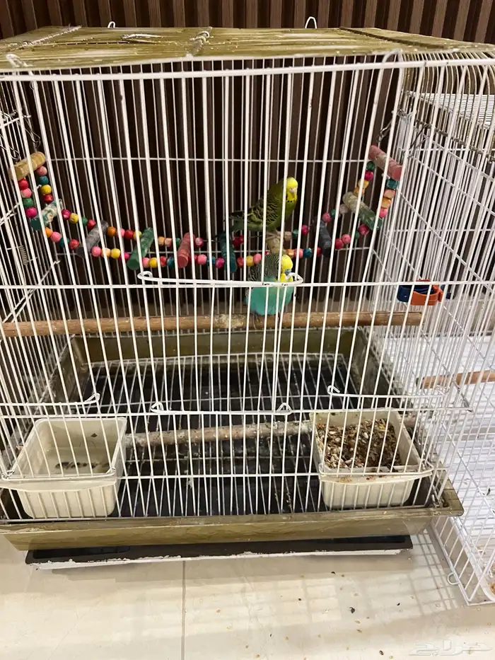 طيور للبيع 1