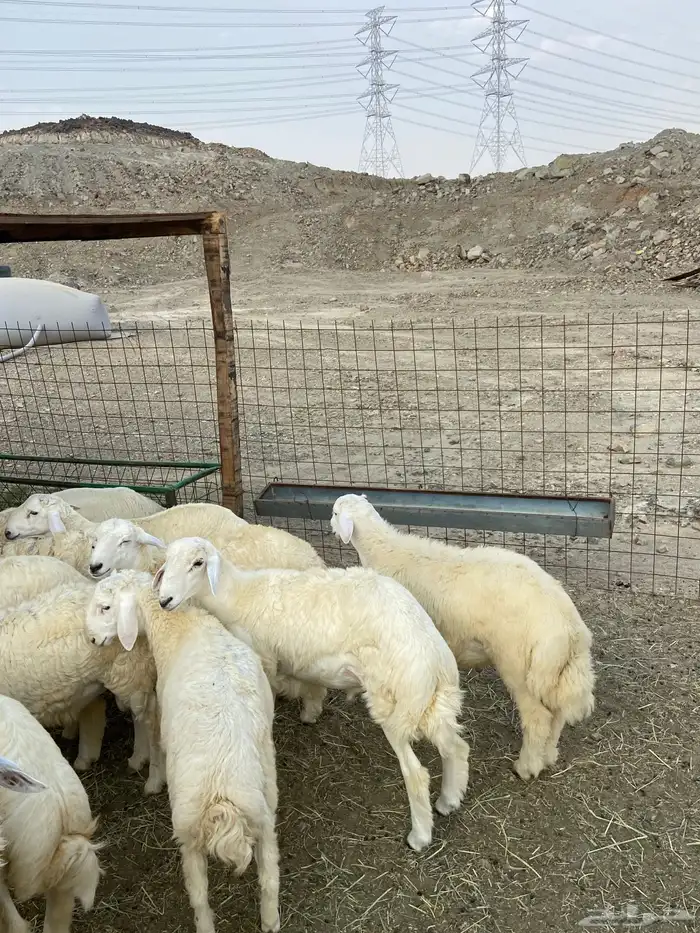 طليان ذبايح للبيع 1